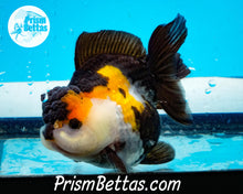 Load image into Gallery viewer, Tricolor Longfinned Oranda Goldfish Premium Grade ~3+ inches (body only) FREE UPS OVERNIGHT UPGRADE