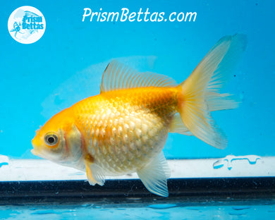Yellow Pearlscale (3.5-4 inch length) Imported from Israel