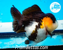 Load image into Gallery viewer, Tricolor Longfinned Oranda Goldfish Premium Grade ~3+ inches (body only) FREE UPS OVERNIGHT UPGRADE