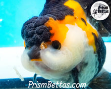 Load image into Gallery viewer, Tricolor Longfinned Oranda Goldfish Premium Grade ~3+ inches (body only) FREE UPS OVERNIGHT UPGRADE