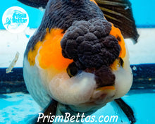 Load image into Gallery viewer, Tricolor Longfinned Oranda Goldfish Premium Grade ~3+ inches (body only) FREE UPS OVERNIGHT UPGRADE