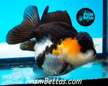 Load image into Gallery viewer, Tricolor Longfinned Oranda Goldfish Premium Grade ~3+ inches (body only) FREE UPS OVERNIGHT UPGRADE