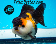 Load image into Gallery viewer, Tricolor Longfinned Oranda Goldfish Premium Grade ~3+ inches (body only) FREE UPS OVERNIGHT UPGRADE