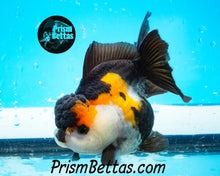 Load image into Gallery viewer, Tricolor Longfinned Oranda Goldfish Premium Grade ~3+ inches (body only) FREE UPS OVERNIGHT UPGRADE