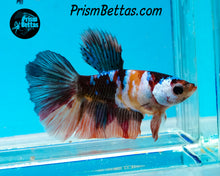 Load image into Gallery viewer, Candy Koi Halfmoon Female