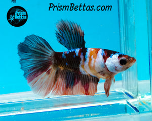 Candy Koi Halfmoon Female