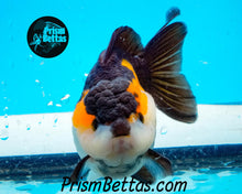 Load image into Gallery viewer, Tricolor Longfinned Oranda Goldfish Premium Grade ~3+ inches (body only) FREE UPS OVERNIGHT UPGRADE