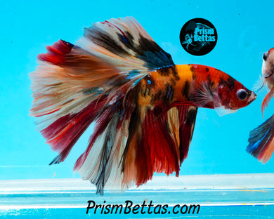 Candy Koi Halfmoon Male