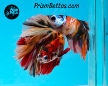 Load image into Gallery viewer, Candy Koi Halfmoon Male