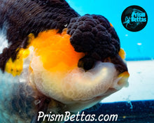 Load image into Gallery viewer, Tricolor Longfinned Oranda Goldfish Premium Grade ~3+ inches (body only) FREE UPS OVERNIGHT UPGRADE