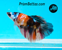 Load image into Gallery viewer, Candy Koi Halfmoon Female