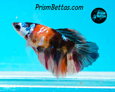 Candy Koi Halfmoon Female