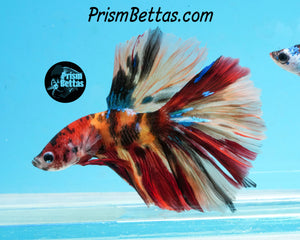 Candy Koi Halfmoon Male