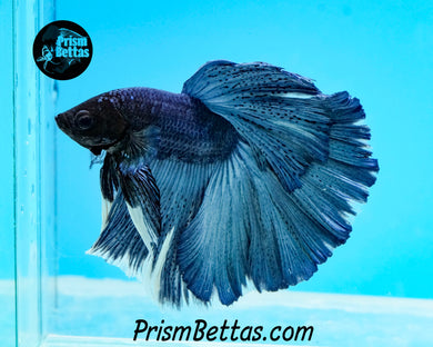 Steel Blue Halfmoon Male