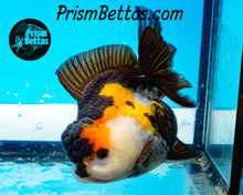 Load image into Gallery viewer, Tricolor Longfinned Oranda Goldfish Premium Grade ~3+ inches (body only) FREE UPS OVERNIGHT UPGRADE