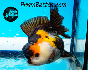 Tricolor Longfinned Oranda Goldfish Premium Grade ~3+ inches (body only) FREE UPS OVERNIGHT UPGRADE