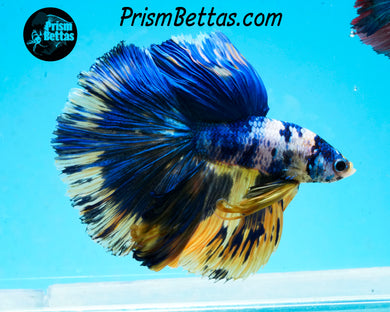 Marble Halfmoon Male
