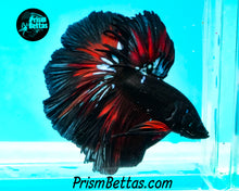 Load image into Gallery viewer, Red Devil Halfmoon Male