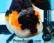 Load image into Gallery viewer, Tricolor Longfinned Oranda Goldfish Premium Grade ~3+ inches (body only) FREE UPS OVERNIGHT UPGRADE