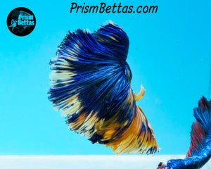 Marble Halfmoon Male