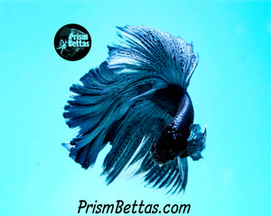 Steel Blue Halfmoon Male