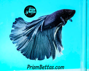 Steel Blue Halfmoon Male