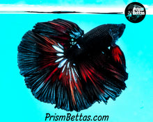 Load image into Gallery viewer, Red Devil Halfmoon Male