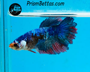 Marble Halfmoon Female
