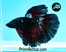 Load image into Gallery viewer, Red Devil Halfmoon Male