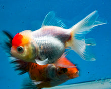 Load image into Gallery viewer, Red-capped Oranda (3.5-4.25 inches)
