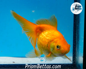 Yellow Pearlscale (3.5-4 inch length) Imported from Israel