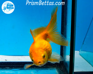 Yellow Pearlscale (3.5-4 inch length) Imported from Israel