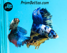 Load image into Gallery viewer, Marble Halfmoon Male