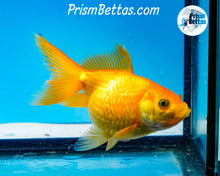 Load image into Gallery viewer, Yellow Pearlscale (3.5-4 inch length) Imported from Israel