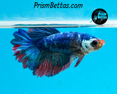Marble Halfmoon Female