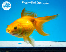 Load image into Gallery viewer, Yellow Pearlscale (3.5-4 inch length) Imported from Israel