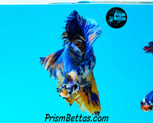 Load image into Gallery viewer, Marble Halfmoon Male