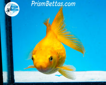 Load image into Gallery viewer, Yellow Pearlscale (3.5-4 inch length) Imported from Israel