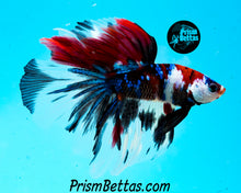 Load image into Gallery viewer, Red Koi Halfmoon Male