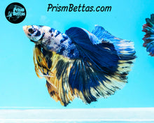 Load image into Gallery viewer, Marble Halfmoon Male
