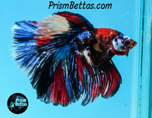 Load image into Gallery viewer, Candy Koi Halfmoon Male