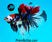 Load image into Gallery viewer, Red Koi Halfmoon Male