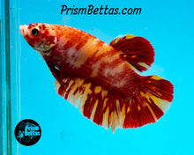 Load image into Gallery viewer, Candy Koi Giant Halfmoon Plakat Male