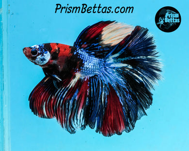 Candy Koi Halfmoon Male