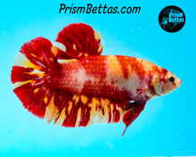 Load image into Gallery viewer, Candy Koi Giant Halfmoon Plakat Male