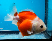 Load image into Gallery viewer, Red and White Godzilla Shogun Oranda Female (4 inches) Imported from Thailand