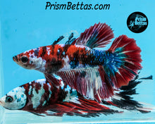 Load image into Gallery viewer, Red Koi Halfmoon Female