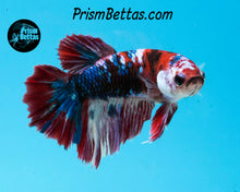 Load image into Gallery viewer, Red Koi Halfmoon Female
