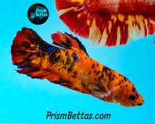 Load image into Gallery viewer, Candy Koi Giant Halfmoon Plakat Female