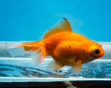 Load image into Gallery viewer, Orange Telescope (3.5-4.25 inches)